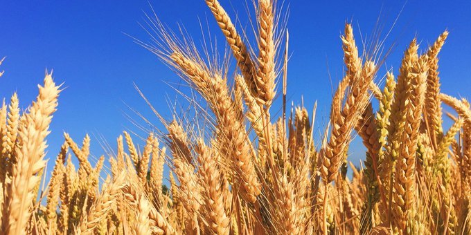 Farmers in Chichawatni urged to sow wheat from Nov 1 to 20 for better yields