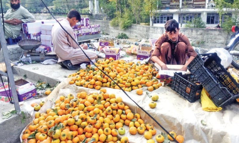 Shangla growers demand government support to increase persimmon production