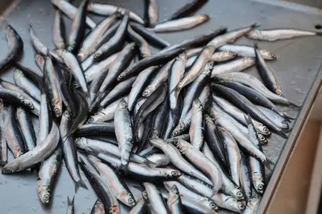 Food authority seizes, destroy 200kg spoiled fish