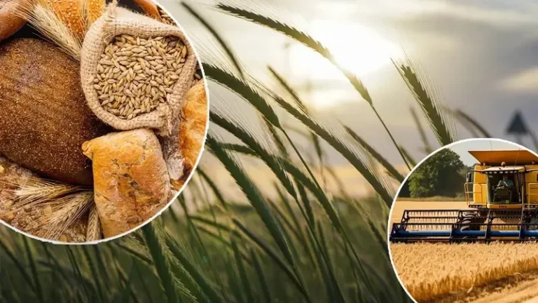 World Bread Day: Kazakhstan exports wheat to 29 countries up to USD 1.6B