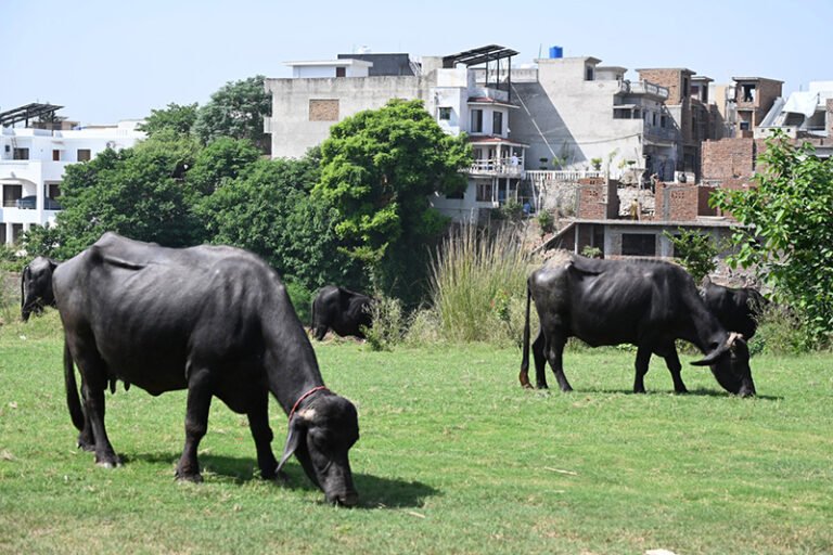 Domesticated buffaloes graze on fresh grass in a green space in Bahria Town Phase One, where recent heavy rains have produced lush vegetation
