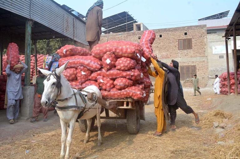 Daily-wage labourers load sacks of potatoes onto a donkey cart for transportation to the market.