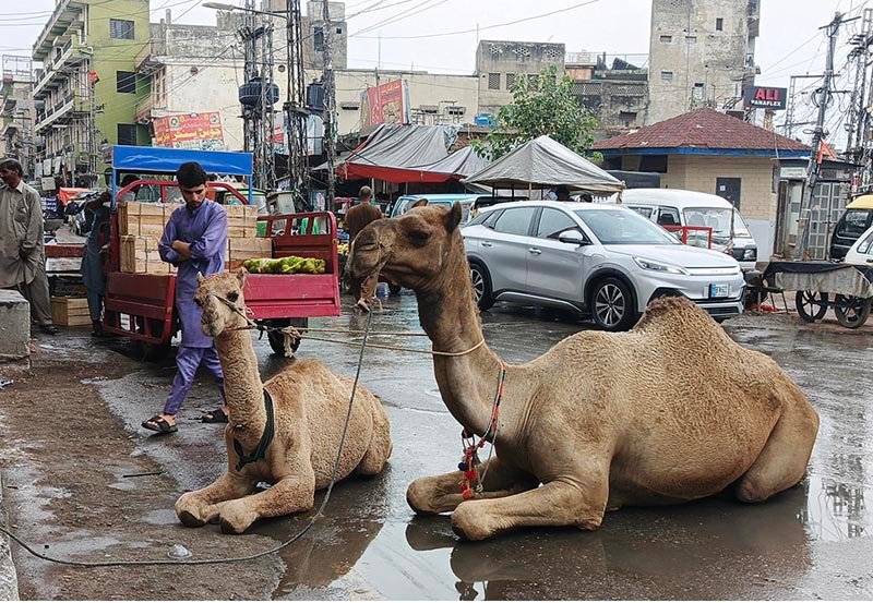 A female camel sits with her calf along the roadside at Banni Chowk, where nomads sell camel milk to earn a livelihood as they move from place to place, with customers purchasing it for domestic and medicinal purposes