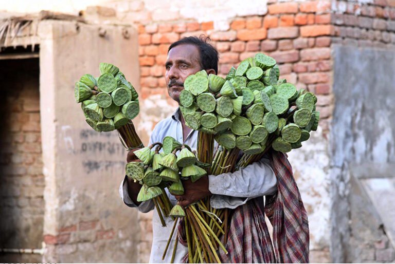 A vendor selling fresh green lotus seed pod locally known as Dodi at roadside in the city.