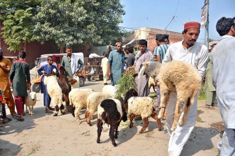 Vendors displaying sheep to attract the customers at Hussain Agahi Road