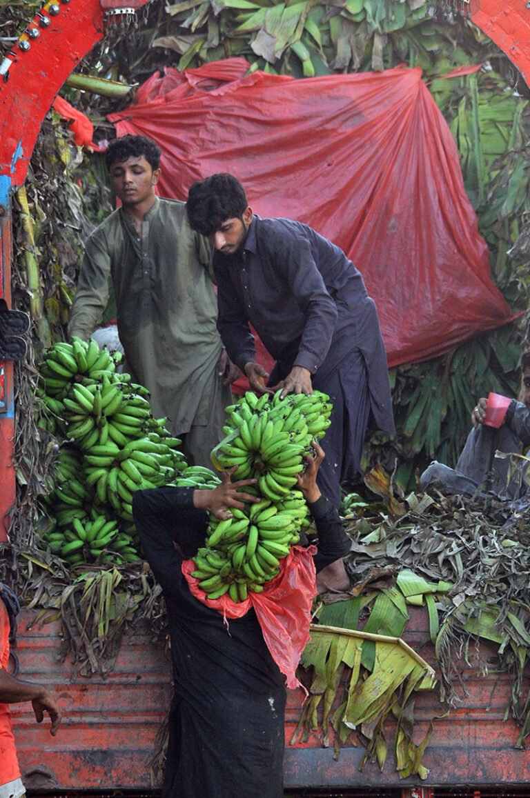 Laborers unload large bunches of raw green bananas from a delivery truck at a local fruit market
