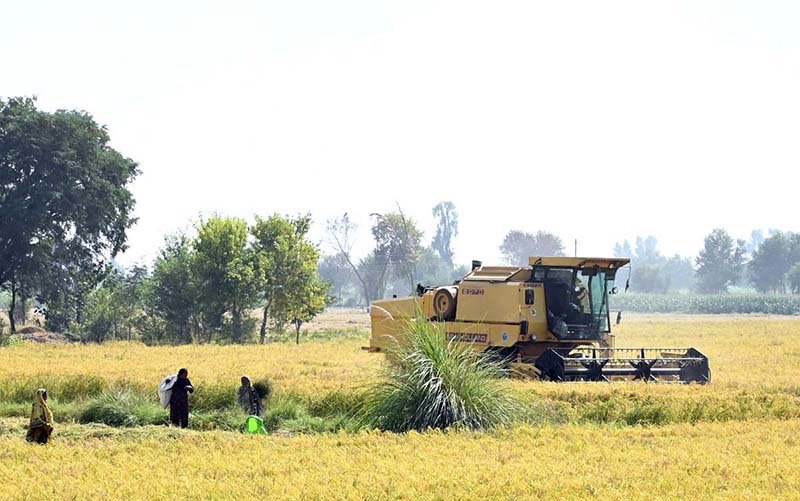 A farmer harvests rice using a thresher machine along Jhang Road.