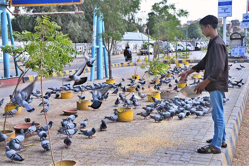 A youngster throws food to pigeons as an act of kindness and compassion by the roadside.