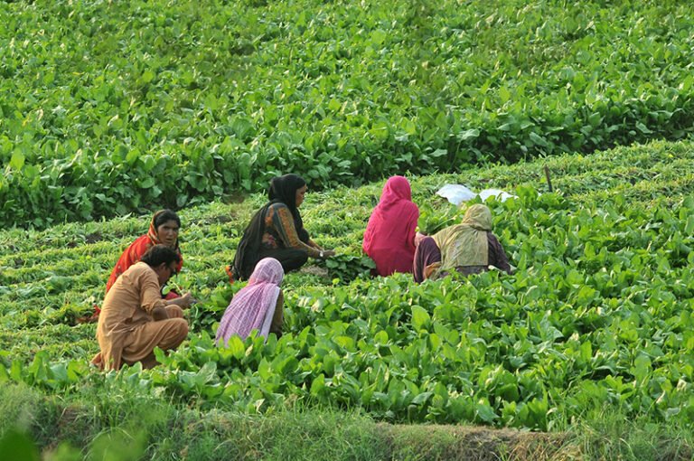 Women farmers cut fresh spinach in a field on the outskirts to prepare it for market sale