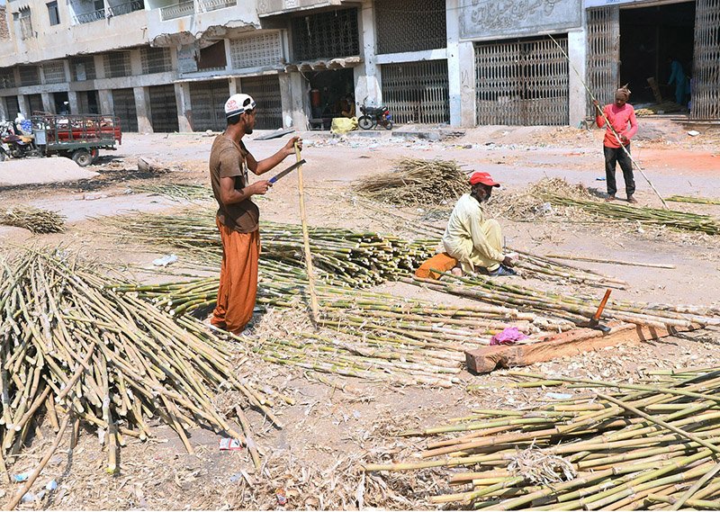 Labourers clean and prepare large bamboo poles at their workplace for delivery to the timber market