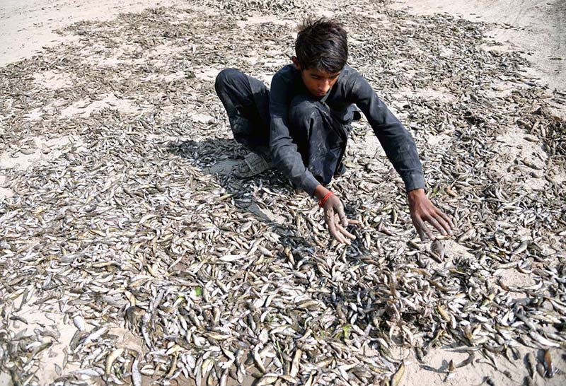 A worker dries small fish in the sun for use in poultry feed near Miro Khan Bypass Road