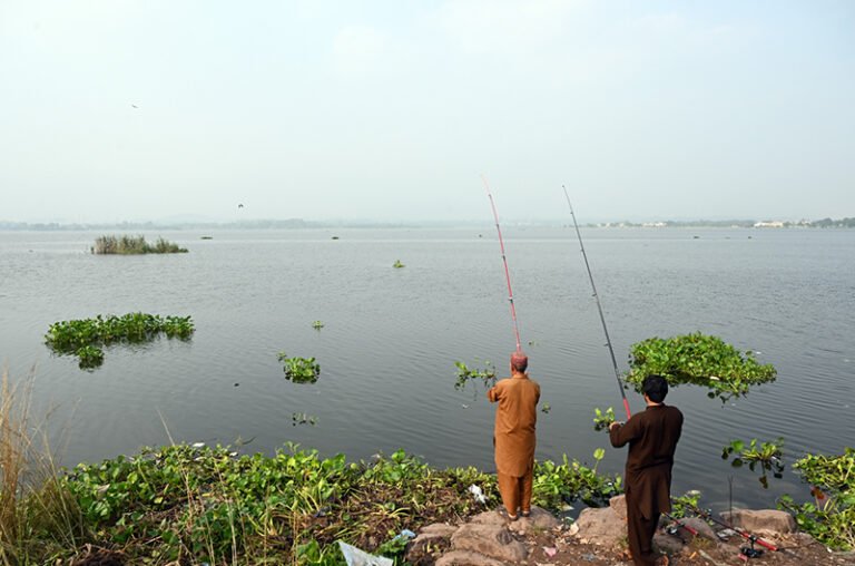 Fishermen catches fish at Rawal Lake near the Bani Gala side in the Federal Capital.