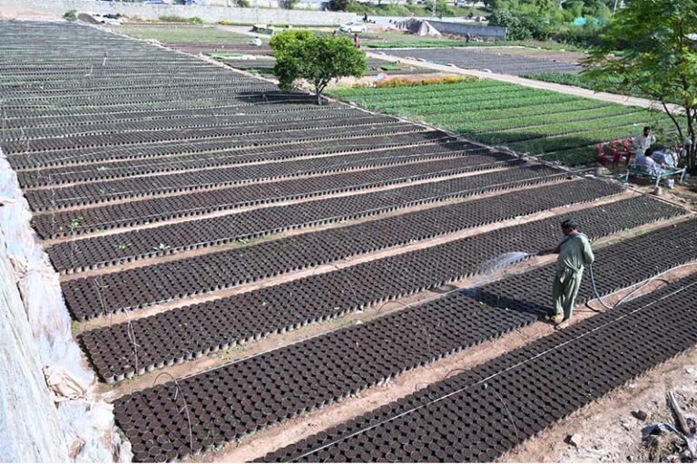 A nursery worker is showering water on plants at a local nursery in H-9 Sector, Federal Capital