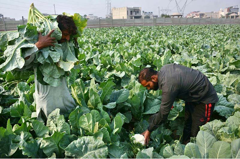 A farmer harvests fresh cauliflower in a field.