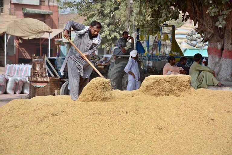 A labourer spreads rice to dry in an open field under the sun before it is supplied to the market.