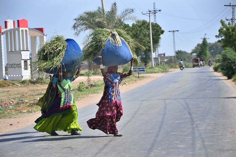 Women are crossing the Hyderabad City Road while carrying fodder on their heads