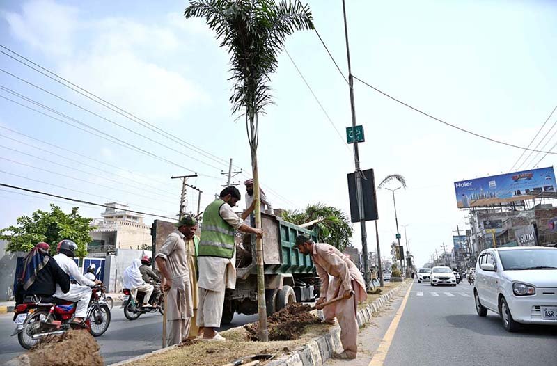 Cantonment Board workers plant palm trees along a road divider to enhance the beauty of University Road.