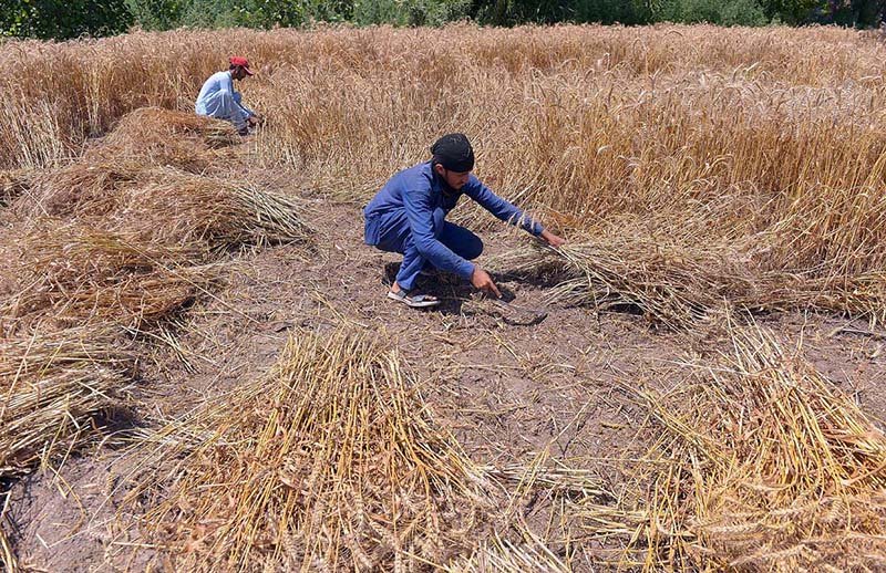 Farmers advised to complete wheat cultivation by November 20