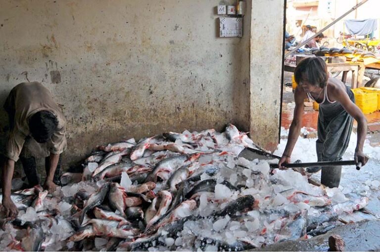 Workers spread ice over fish to keep them fresh at a local fish market