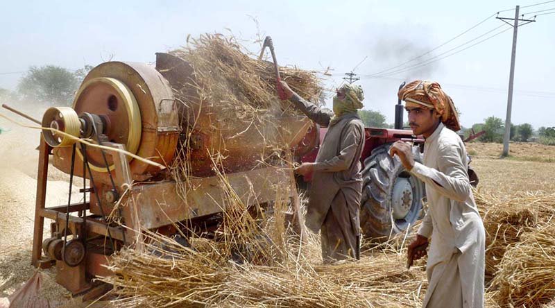 Rawalpindi targets 416,000 acres for wheat cultivation in FY 2026-27