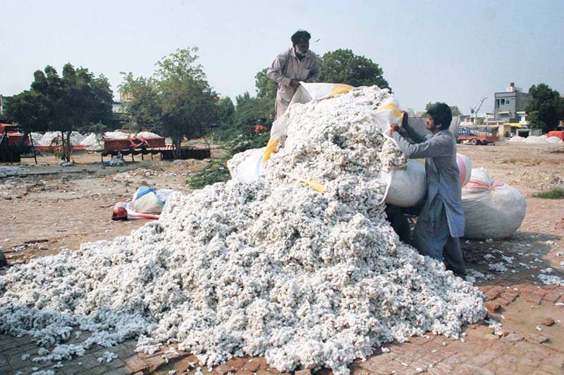 The cotton stored at farmhouses is being moved to the cotton market