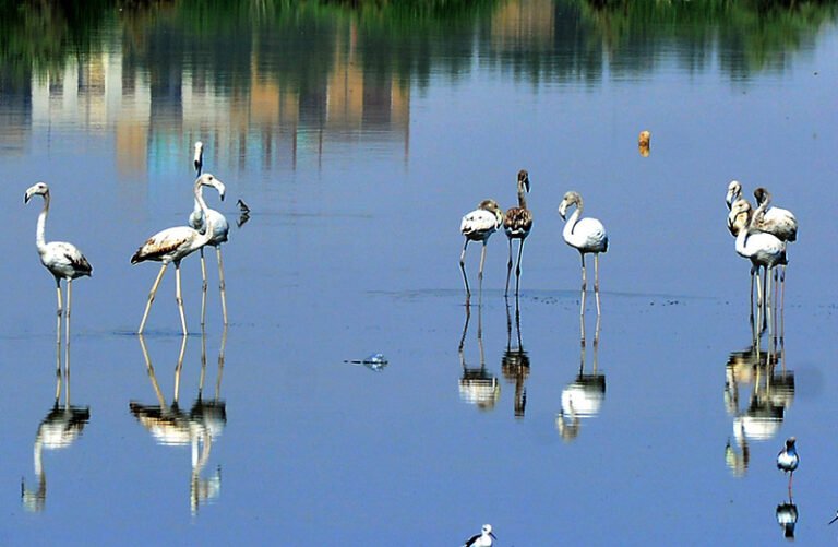 Migratory ‘Greater Flamingo’ birds have gathered around the standing water at the GCT ground in the city