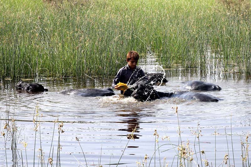A youngster bathing buffaloes in water pond