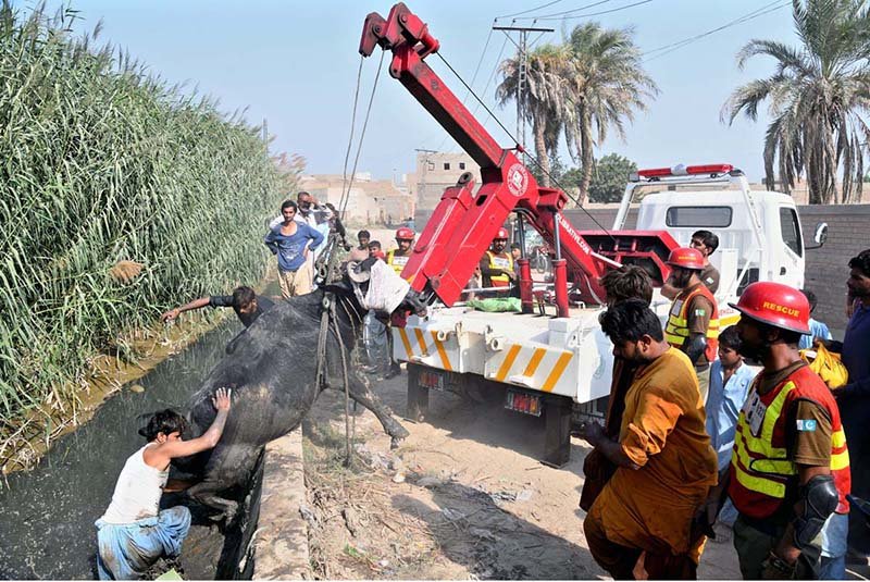 Rescue 1122 official and villager are using heavy machinery pulling out a buffalo that fell into the Sangi Shaak Canal near New Bus Stand