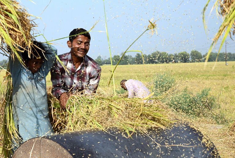 Farmers threshing rice crop in a traditional way at their field near Bypass Road