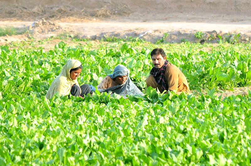 Farmers work in a field on the outskirts of the city, picking fresh spinach crops for market delivery
