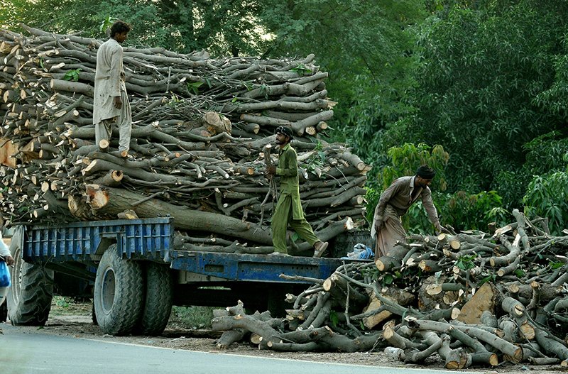 Workers load cut tree branches and timber onto a tractor-trolley along a road on the outskirts of the city to supply fuel wood to local markets