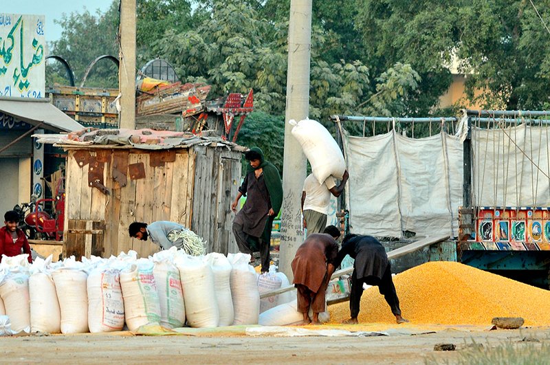 Laborers busy packing harvested maize grain into sacks at a local market in Multan before transporting it to flour mills and commercial markets