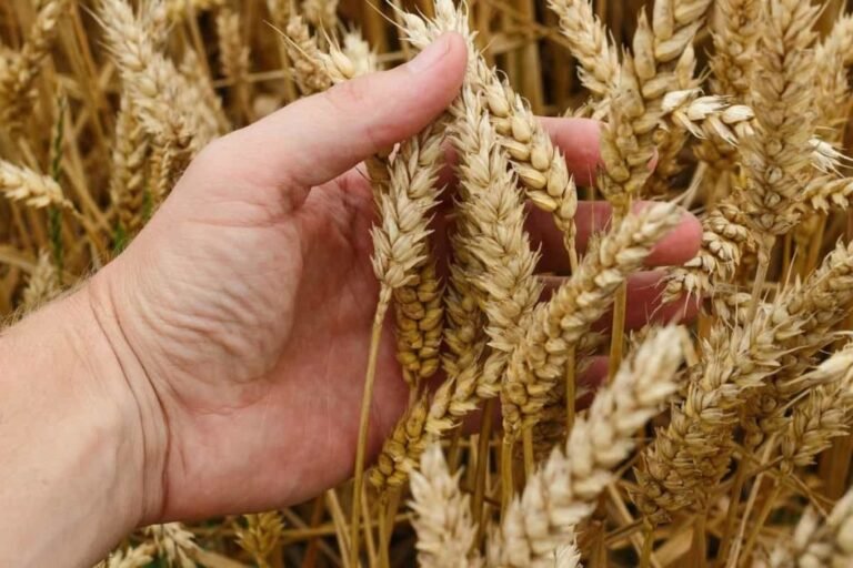 Kissan Ittehad welcomes proposed wheat price of Rs4,500 per 40kg
