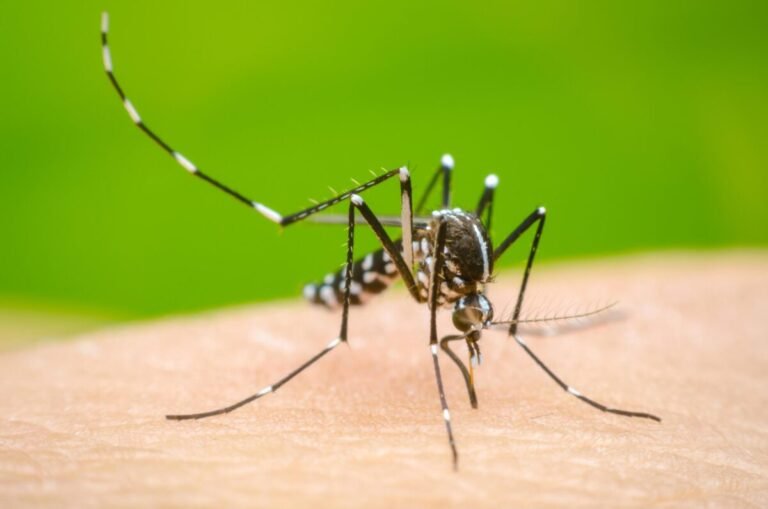 Minister orders strict anti dengue surveillance