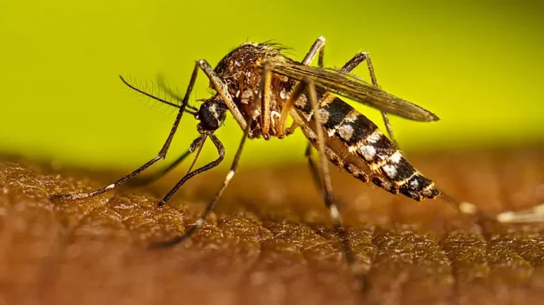 55 confirmed dengue cases reported in Rawalpindi; over Rs 3.1m fines imposed