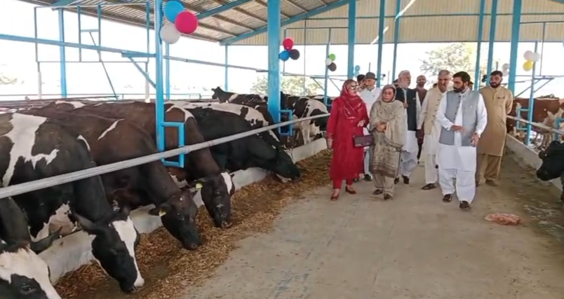 Vehari woman expands dairy farm from three cows to over 300