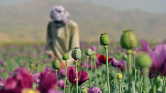 Afghan opium production surges fivefold despite Taliban ban, UN report