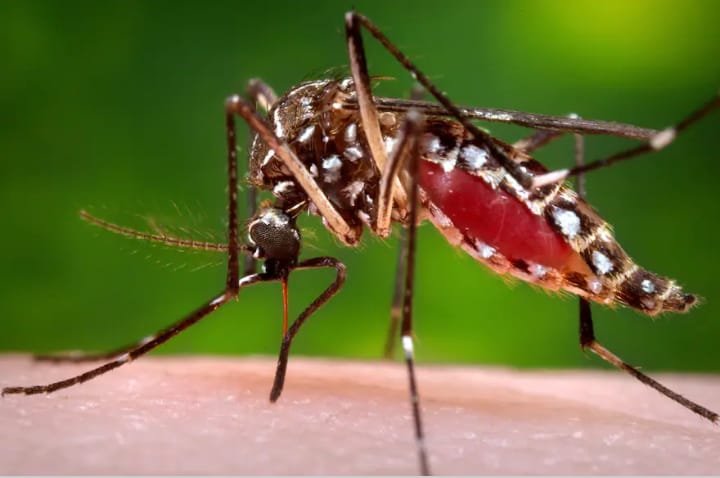 Health experts urge preventive measures against dengue
