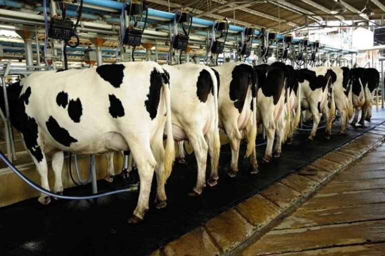 Chinese dairy giant Feihe eyes Pakistan market, explores full supply chain cooperation