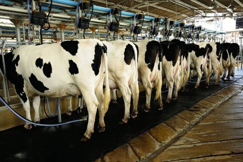 Chinese dairy giant Feihe eyes Pakistan market, explores full supply chain cooperation