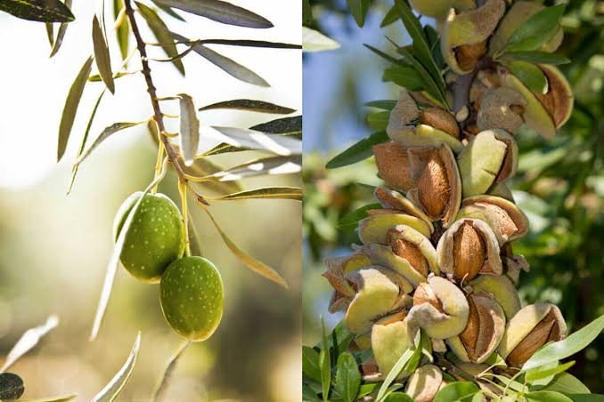Agriculture project transforms Shilman’s barren lands into Olive orchards
