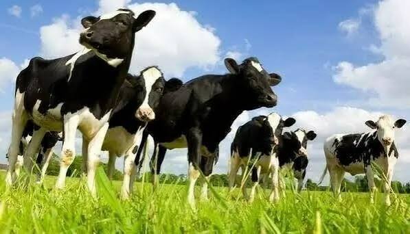 Livestock sector records 43pc increase in animal exports:Dr.Naila