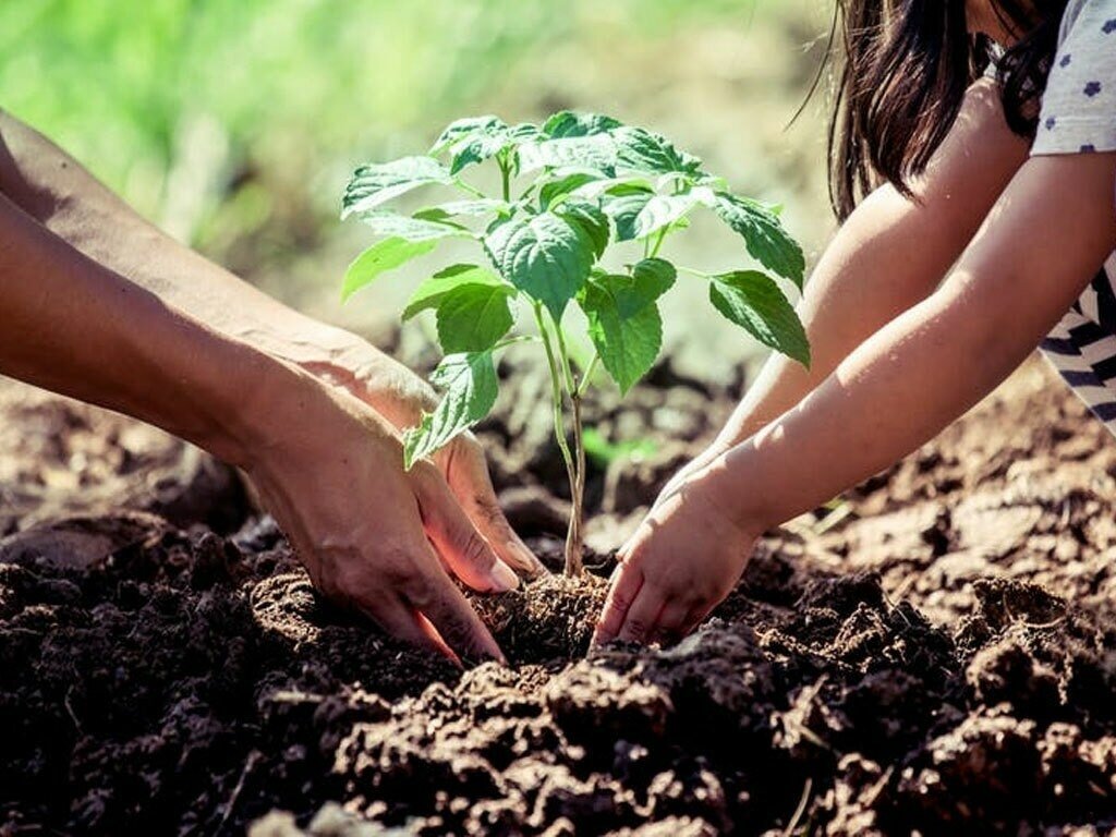 Plantation